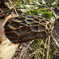 dune stinkhorn thumbnail 1