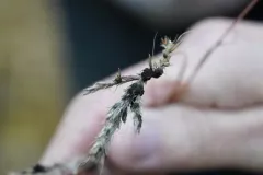 Andropogon false-smut thumbnail 3