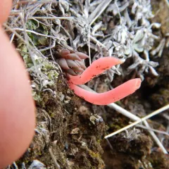 Rose Spindles thumbnail 1