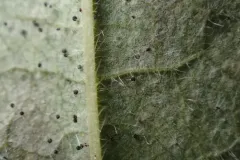 Phyllactinia guttata thumbnail 3