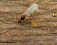 Ocydromia glabricula thumbnail 2