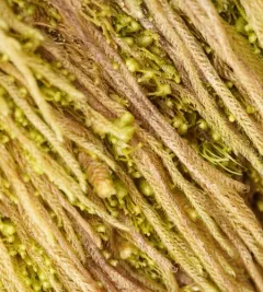 Bazzania Liverwort thumbnail 3