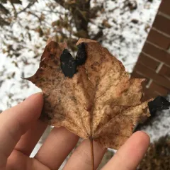 Black Tar Spot thumbnail 4