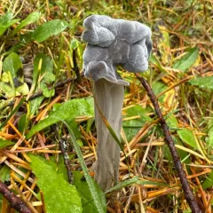 Hypomyces cervinigenus thumbnail 4
