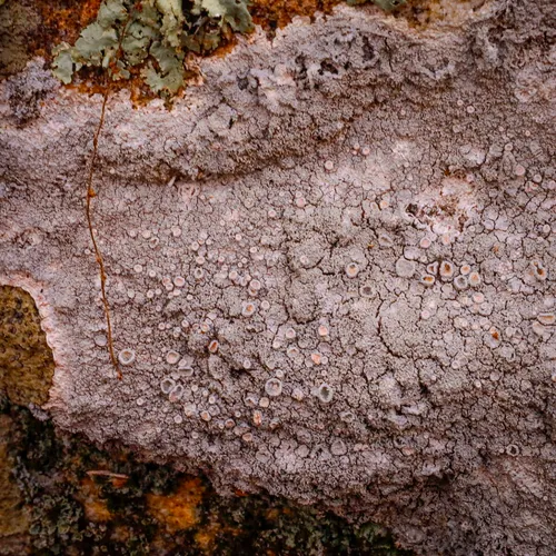 Coral Saucer