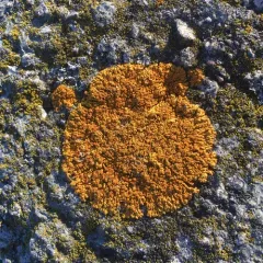 Elegant Sunburst Lichen thumbnail 4