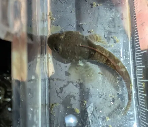 Rosylip Sculpin