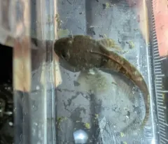 Rosylip Sculpin thumbnail 1