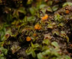 Neottiella ricciae thumbnail 3
