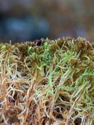 Bog Pouchwort