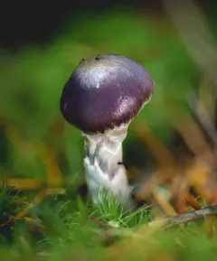 Cortinarius substriatus thumbnail 3