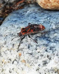 Indian Milkweed Bug thumbnail 3