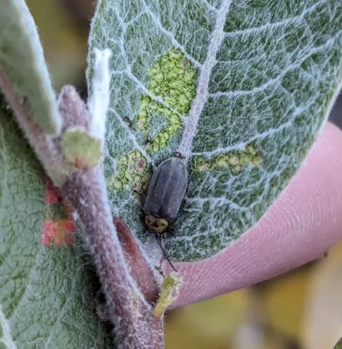Pacific Willow Leaf Beetle
