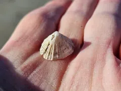 Many-rib Puncturella thumbnail 1