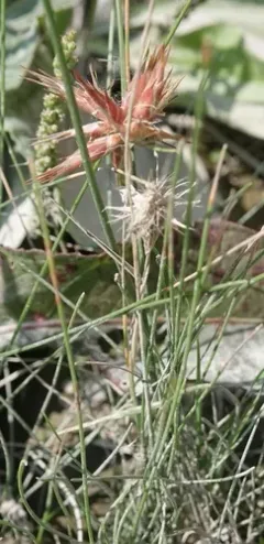 Tassel Gall thumbnail 1