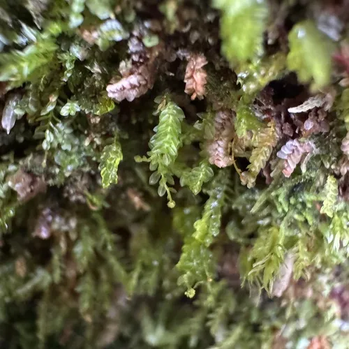 Tetraphis Moss