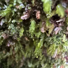 Tetraphis Moss thumbnail 1