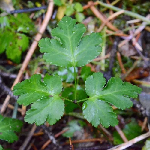oregon goldthread