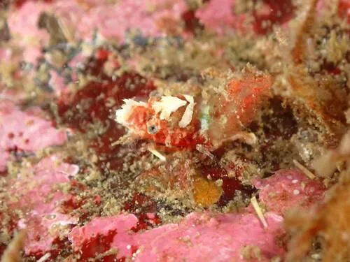 Blunt Blade Shrimp