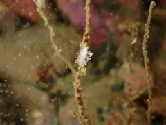 Kamchatka Dendronotid thumbnail 2