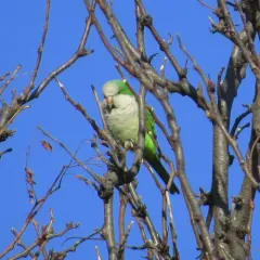 Monk Parakeet thumbnail 1