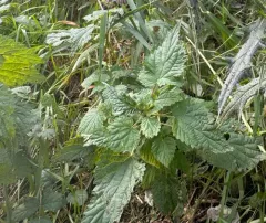 great stinging nettle thumbnail 4
