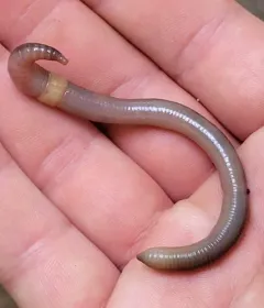Large Jumping Worm thumbnail 2