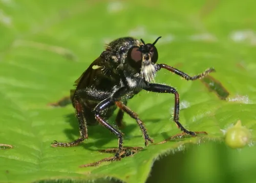 Echthodopa pubera