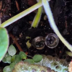 dung-loving bird's nest fungus thumbnail 4