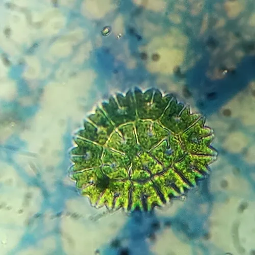 Pediastrum obtusum