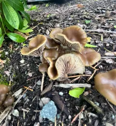 Psilocybe stuntzii thumbnail 4