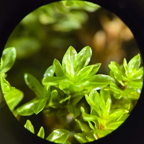 Extinguisher Moss