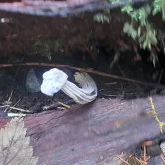 Hypomyces cervinigenus thumbnail 2