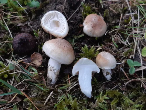 Rosy Brown Waxy Cap
