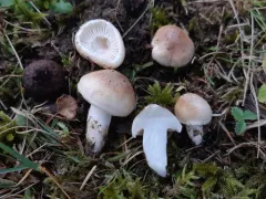 Rosy Brown Waxy Cap thumbnail 1