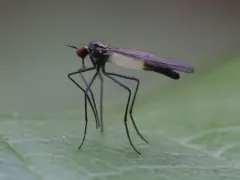 Empis melanderi thumbnail 1