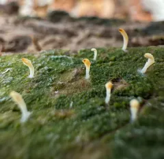White green-algae coral thumbnail 2