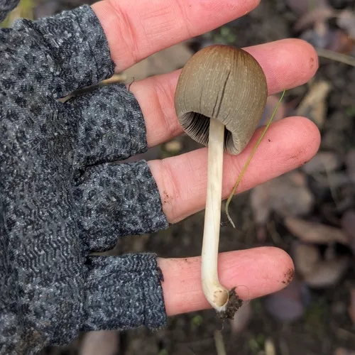 goldenhaired inkcap