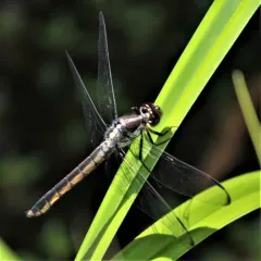 Slaty Skimmer thumbnail 3