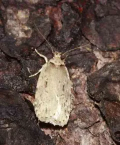 Black-dotted Birch Leaftier Moth thumbnail 2