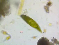Lepocinclis fusca thumbnail 4