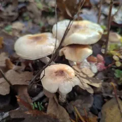 Pholiota decorata thumbnail 1
