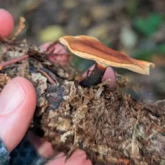 Blackfoot Polypore thumbnail 2
