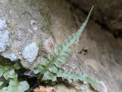 lobed spleenwort thumbnail 2