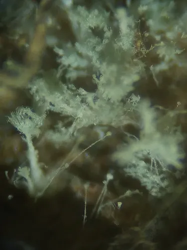 Penicillium glandicola