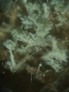 Penicillium glandicola thumbnail 1