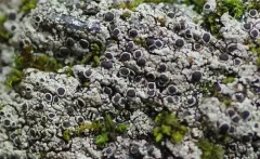 Rinodina tephraspis thumbnail 2