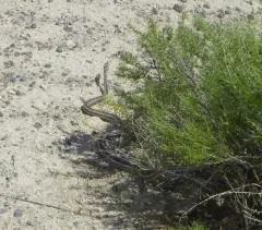 Striped Whipsnake thumbnail 3