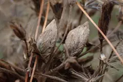 Anthodiplosis eutrochii thumbnail 2