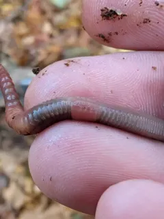 Redhead Worm thumbnail 4